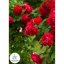 Kırmızı Sarmaşık Gül 1 Adet Saksılı/tüplü 50-80cm Red Rose