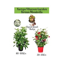 Kartopu Viburnum 1 Adet+kırmızı Mandevilla 1 Adet+yaprak Güzeli Hediye Bahçe Bitkisi