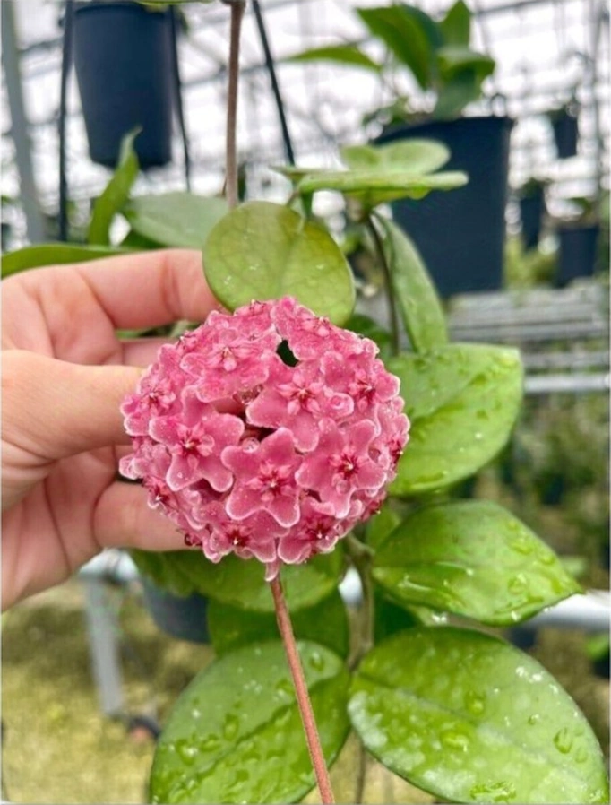 Pembe Renk Çiçek Açan Mum Çiçeği Fidanı 10-20 Cm
