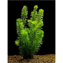 Tr Elodea Densa Canlı Akvaryum Bitkisi, 5 Kök, 15-25 Cm