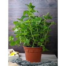 Videolu Nane Fidanı 10 30 Cm 1 Adet Saksılı Balkon Mutfak Bitkisi Thymus