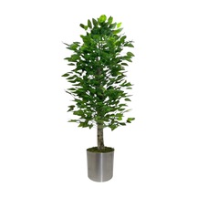 Yapay 150cm Benjamın Yogun Yaprak Metal Saksı Yeşil