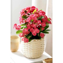 İç Mekan Euphorbia Çiçeği Pembe Mini Boy 5.5cm