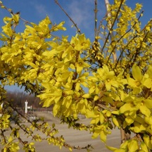 Tüplü Altın Çanı Altın Çanak forsythia İntermedia Fidanı