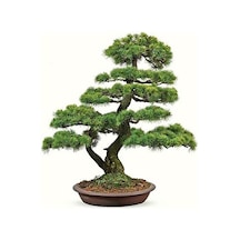 Bodur Karaçam Bonzai Ağacı Tohumu Ekim Seti 5 Tohum +Saksı+Toprak