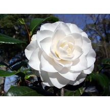 Beyazkatmerli Kamely 30-45 Cm Boyunda Olup Tüplüdür