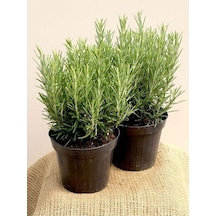 1 Adet Biberiye Fidanı Rosmarinus Officinalis