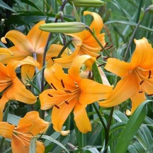 Valverde Mis Kokulu Zambak Çiçeği Soğanı 2 Adet