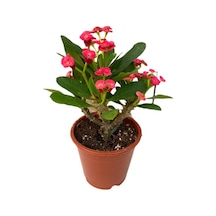 Dikenler Tacı Çiçeği Kırmızı Efhorbia Fidanı 10-20 Cm