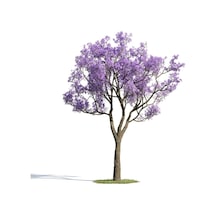 Nadir Jakaranda Ağacı Tohumu 50 Adet Tohum Jacaranda Mimosifolia