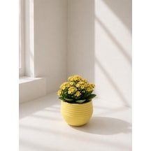 Mini Yuvarlak Dekoratif Saksı, Sarı