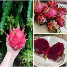 20 Adet Tohum Organik Hobi Bahçe Saksılık Pitaya Meyve Ağaç Tohum