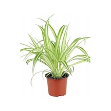 Alacalı Kurdele Çiçeği 15-25 Cm