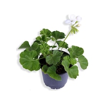 Sardunya Çiçeği Fidanı - Pelargonium - Beyaz Renk 10-20 Cm