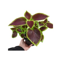 Yaprak Güzeli Kolyos Çiçeği Kahverengi 10-20 Cm