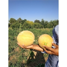 Ata Tohumu Yerli Kavun Tohumu Ananas 100 Adet Tohum