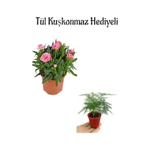 Mis Kokulu Hediyelik Şeker Pembe Karanfil Çiçeği Tül Kuşkonmaz Hediyeli