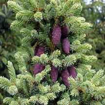 Picea Likiangensis Çin Ladini Tohumu 10 Tohum N111930