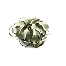 Tillandsia Xerographica (Hava Bitkisi)