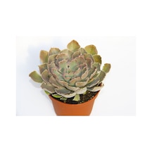Echeveria Sukulent Büyük Boy