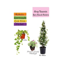 Mis Kokulu Arap Yasemini+alacalı Hedera Hex Sarmaşığı+mezem Çiçeği 3'lü Set