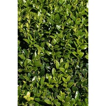 Şimşir Çit Bitkisi 20-40 cm