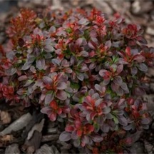 Videolu Bodur Berberis Çiçeği Fidanı 30-50 Cm Saksılı Çiçekli Bodur Bitkiler Berberis