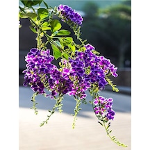 Duranta Çalısı Ağaç Menekşesi 70 90 Cm 1 Adet Dış Mekan Bitkisi Duranta Erecta