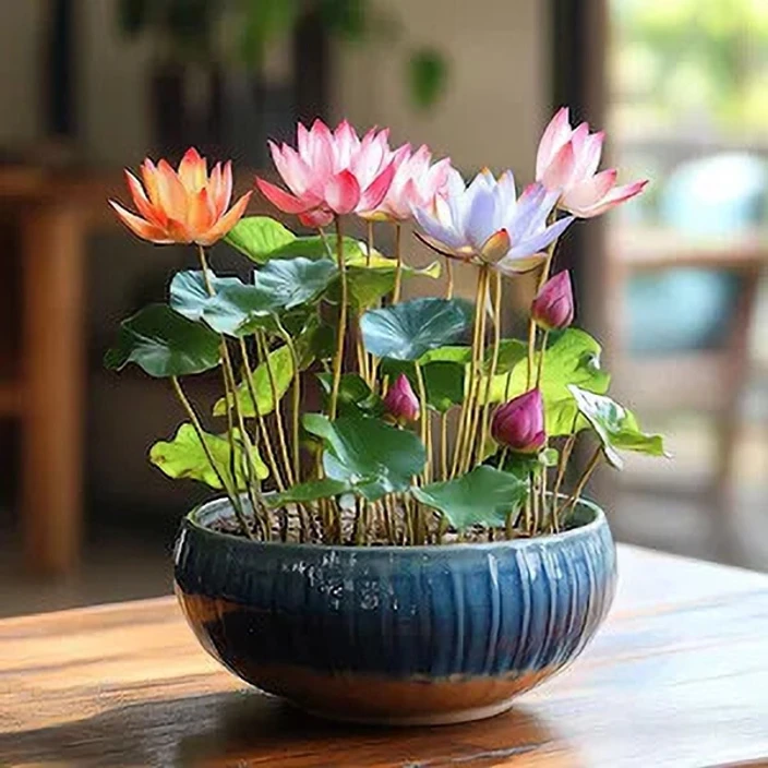 10 Adet Tohum Organik İthal Karma Karışık Renkli Nilüfer Lotus Su Çiçeği Tohumu 5 Renk Açan 10 Adet