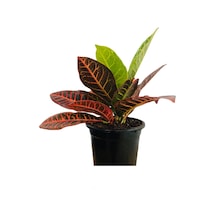 Kraton Çiçeği 20cm Bitki Boyu , 15cm Saksı Çapı