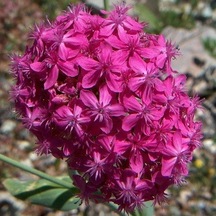 Koyu Pembe Silene Çiçeği Nakil Çiçeği Tohumu 1000 Tohum