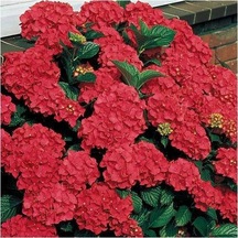 Kırmızı Ortanca Çiçeği Fidanı Tüplü \ 20-30 Cm