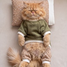 Latte & Matcha Kedi Rüyası Pamuklu Kedi Tulumu, Polar Sweatshirt Ve Mini Yastık 3 Parça
