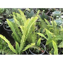 Aşk Merdiveni Çiçeği Fidanı 10-20 Cm