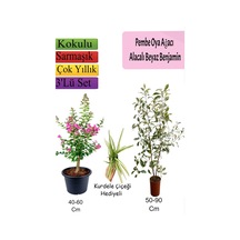 Pembe Oya Ağacı+ Alacalı Beyaz Benjamin+ Kurdele Hediyeli