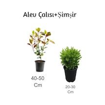 Alev Çalısı+ Şimşir 2'li Set Dış Mekan Bitkisi
