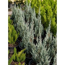 Videolu Mavi Leylandi Çam Fidanı 1 Adet Saksılı/ Tüplü 30-50cm Dış Mekan Bitkisi Leylandi Cedar