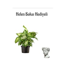 Hediyelik Difenbahya Bitkisi Sevgililer Gününe Özel Helen Saksı Hediyeli