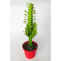 Süt kaktüsü Euphorbia Trigona yeşil Afrika süt ağacı kaktüsü 12cm