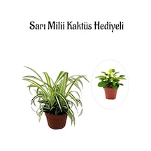 Sarı Yeşil Yapraklı Kurdele Çiçeği Sevgililer Gününe Özel Sarı Milii Kaktüs Hediyeli