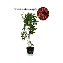 Duvar Sarmaşığı 45-75cm 1 Adet Saksılı/tüplü Parthenocissus Quinquefolia