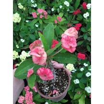 Videolu Dikenler Tacı Çiçekli Ithal Tayland Milli 30 40 Cm Saksılı Euphorbia