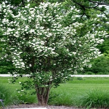 Tüplü Philadelphus Filbahri Fidanı