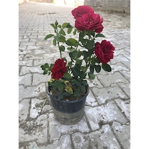 Serada Decor Plant Koyu Kırmızı Kokulu Yediveren Aşılı Gül Saksılı 2 Yaşında 50-70 Cm
