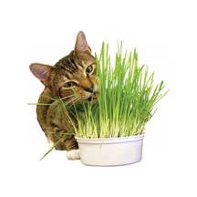 Ithal Kedi Çimi Tohumu 30 Gram Tohum Çim Tohumu