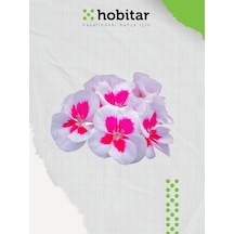 Hobitar Karışık Renkli Gündüz Güzeli Çiçek Tohumu 200 Adet