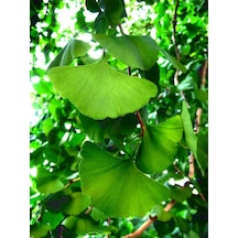 Mabet Ağacı Ginkgo Biloba Fidanı 20-30 Cm Boy