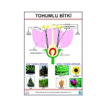 Tohumlu Bitkiler Levhası