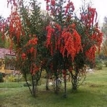 Ateş Dikeni pyracantha Fidanı