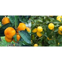 Tüplü Aşılı Kokulu Bodrum Mandalinası + Yediveren Limon Fidanı 2